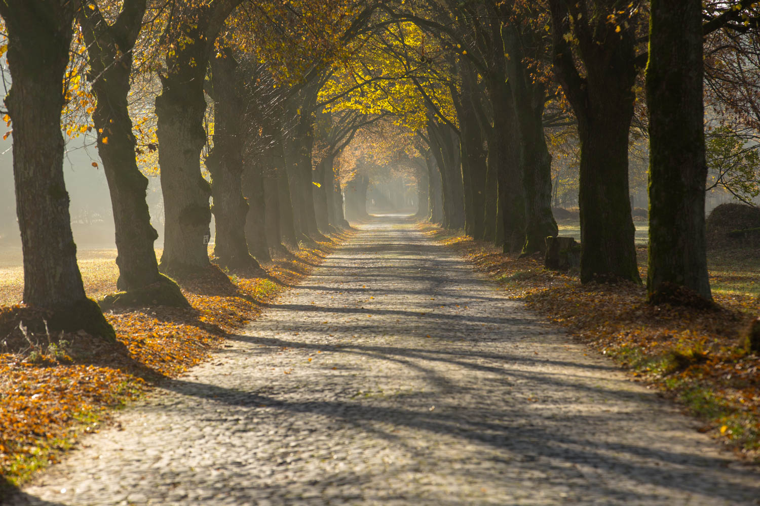 Senne (Haustenbecker Allee)