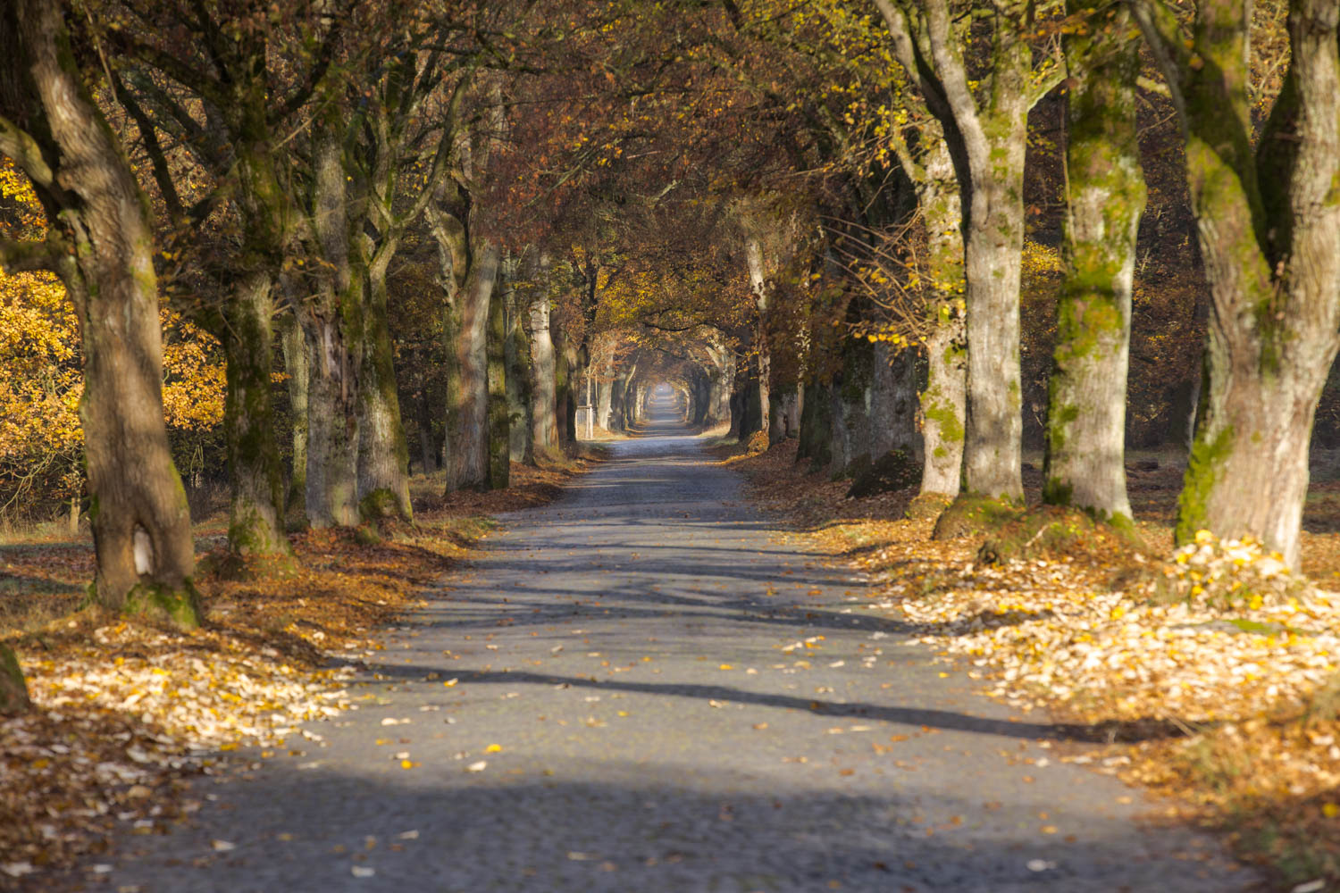 Senne (Haustenbecker Allee)