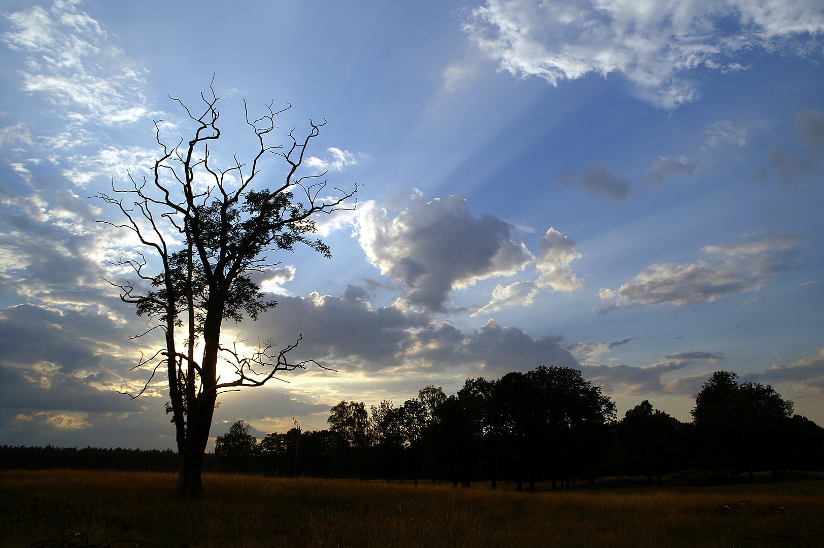 Senne im Abendlicht