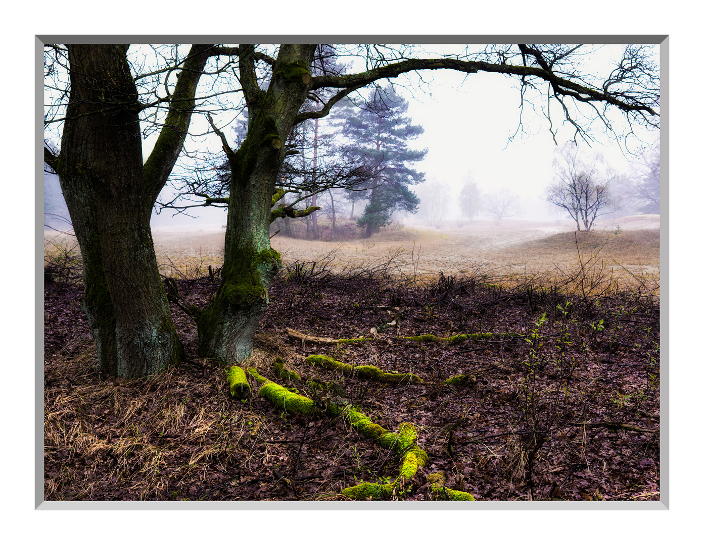 Senne Vor-Frühling