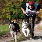 Senner Schlittenhunderennen 2