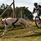 Senner Schlittenhunderennen 2013-1