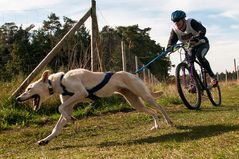 Senner Schlittenhunderennen 2013-1