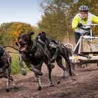 Senner Schlittenhunderennen 2013-3