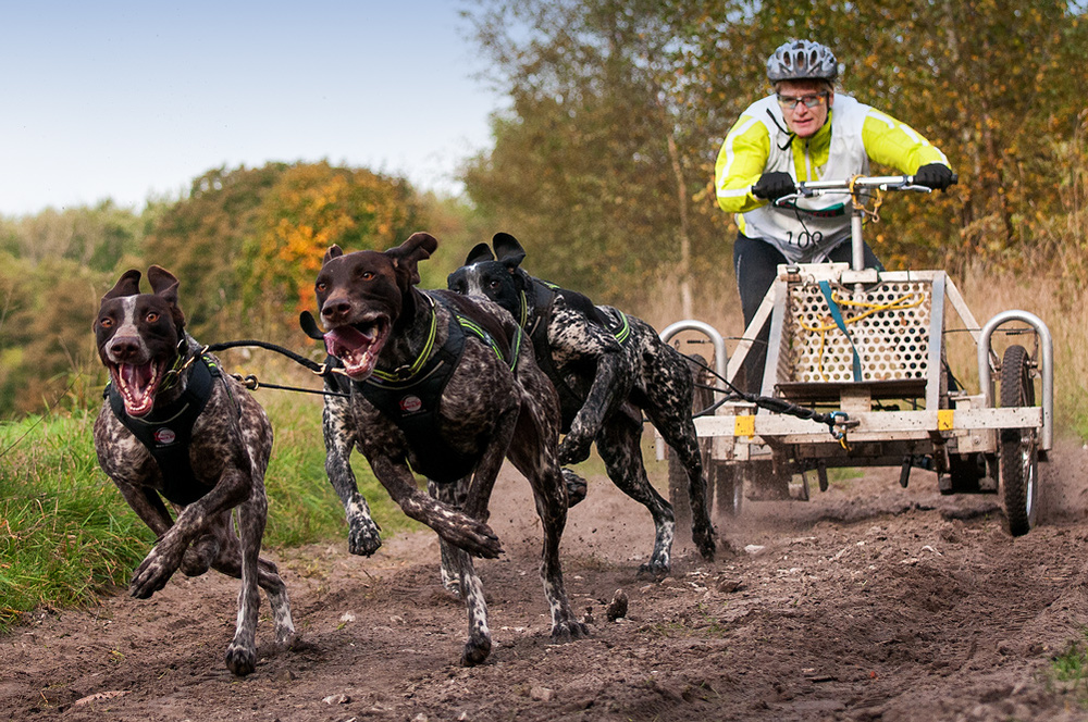 Senner Schlittenhunderennen 2013-3