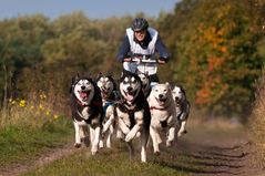 Senner Schlittenhunderennen 2013-5