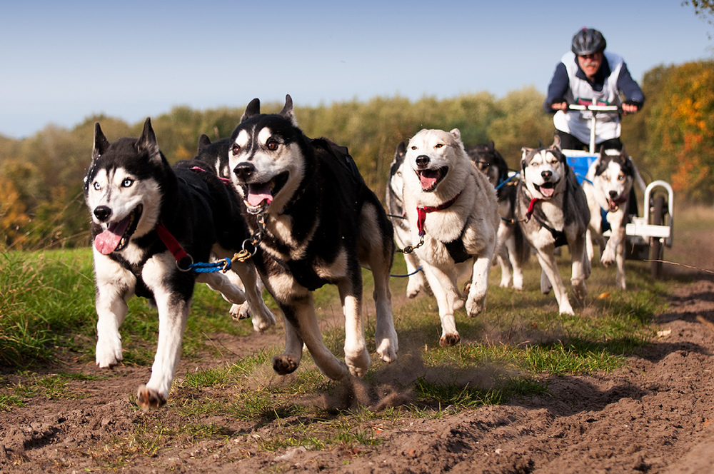 Senner Schlittenhunderennen 2013-6