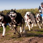 Senner Schlittenhunderennen 2013-6