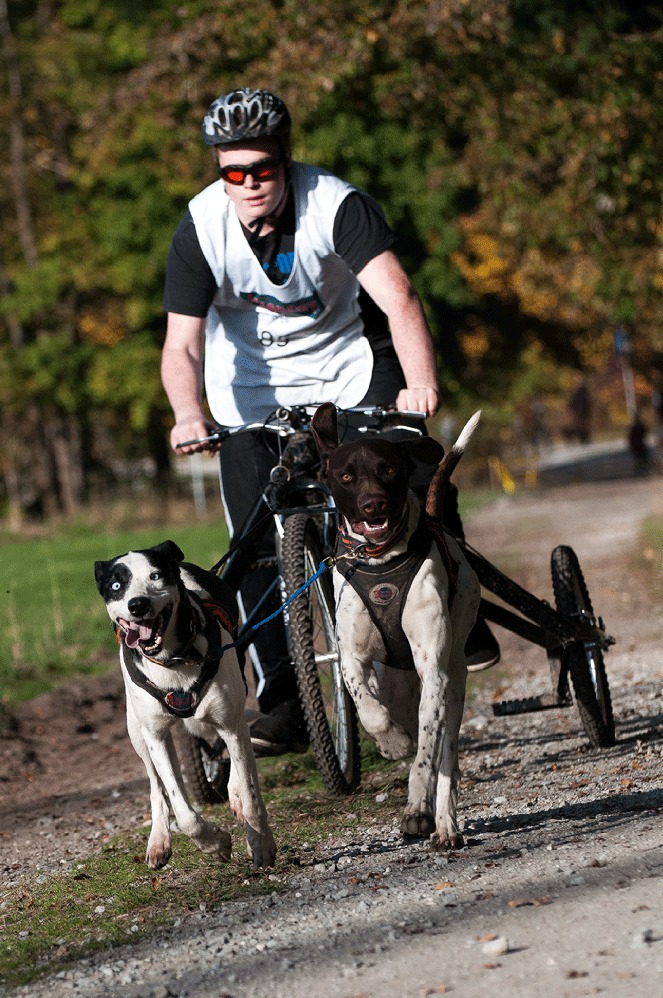 Senner Schlittenhunderennen 3