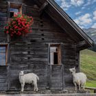 Sennhütte auf der Alp Lehmen