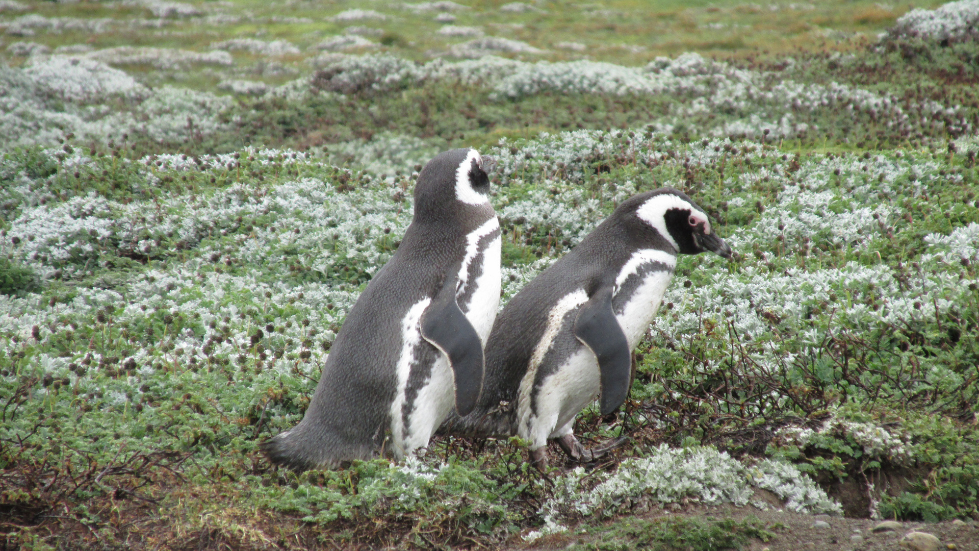 Seno Otway Punta Arenas Chile