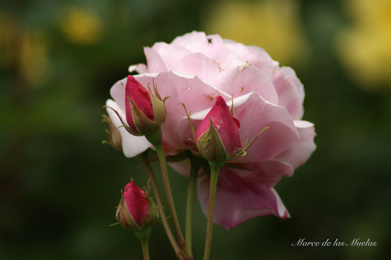 ...sensaciones en rosa