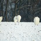 Sensation :5 Schneemänner auf einem Bein