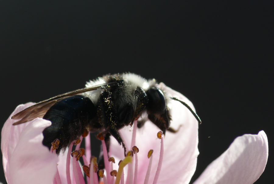 Sensation! Bombus....