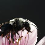 Sensation! Bombus....