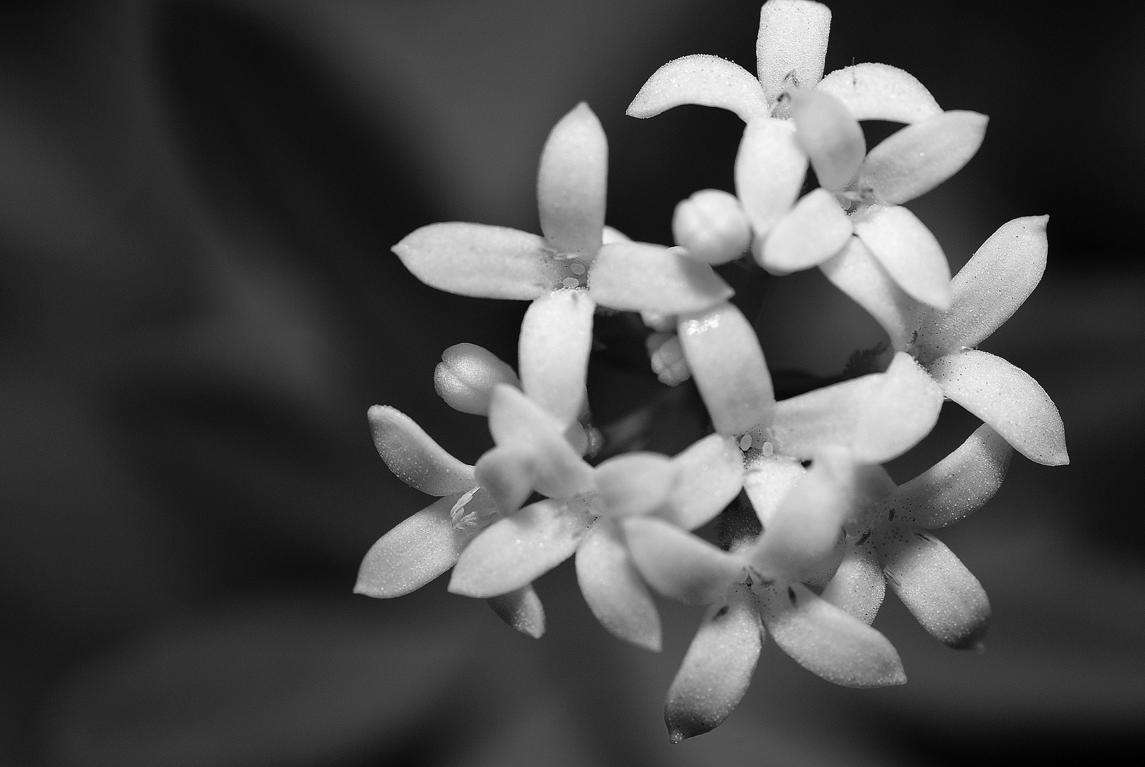 ~Sensation B/W Flowers~