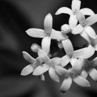 ~Sensation B/W Flowers~