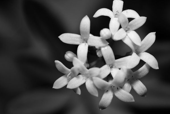 ~Sensation B/W Flowers~