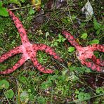 Sensation im Garten: ein Tintenfischpilz