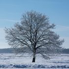 Sensation - Schnee in der Lüneburger Heide II