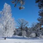 Sensation - Schnee in der Lüneburger Heide III