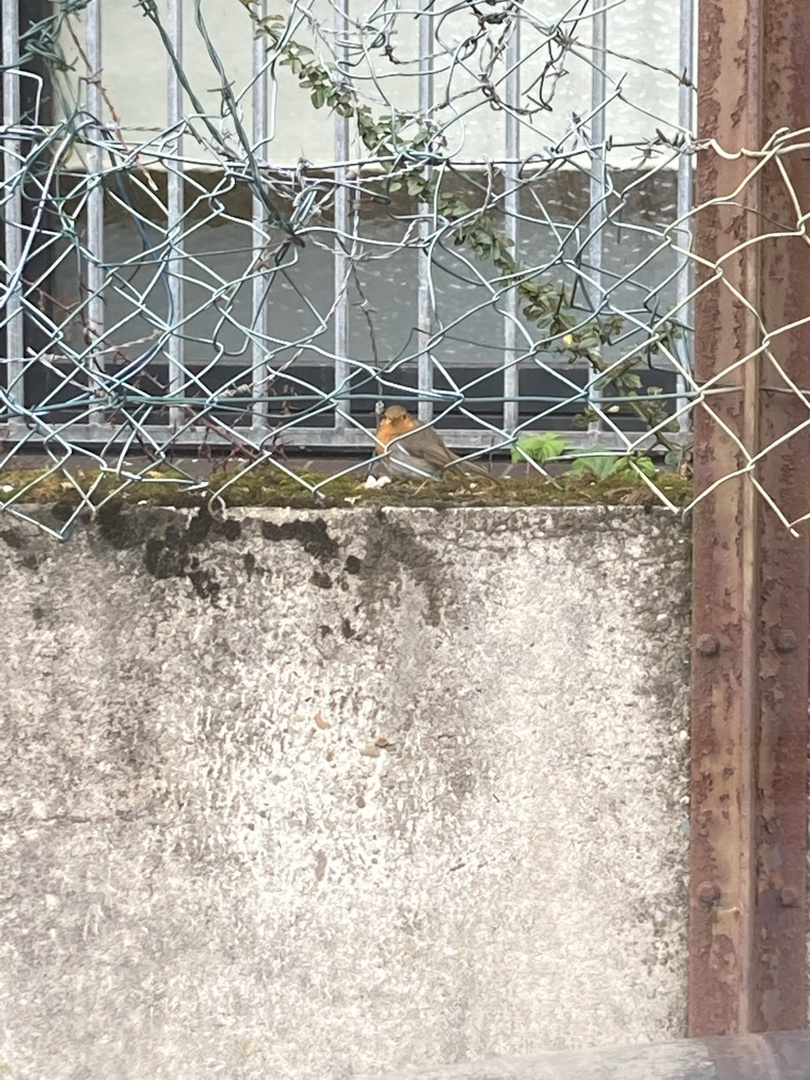 Sensation: Vogel des Jahres hinter Gittern! 