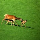 Sensatione Beobachtung: Hirschkuh beißt fremdes Kalb