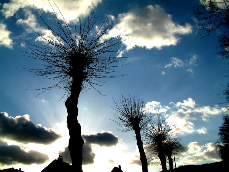 sensationell berggiesshübel palm trees