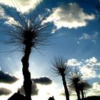 sensationell berggiesshübel palm trees