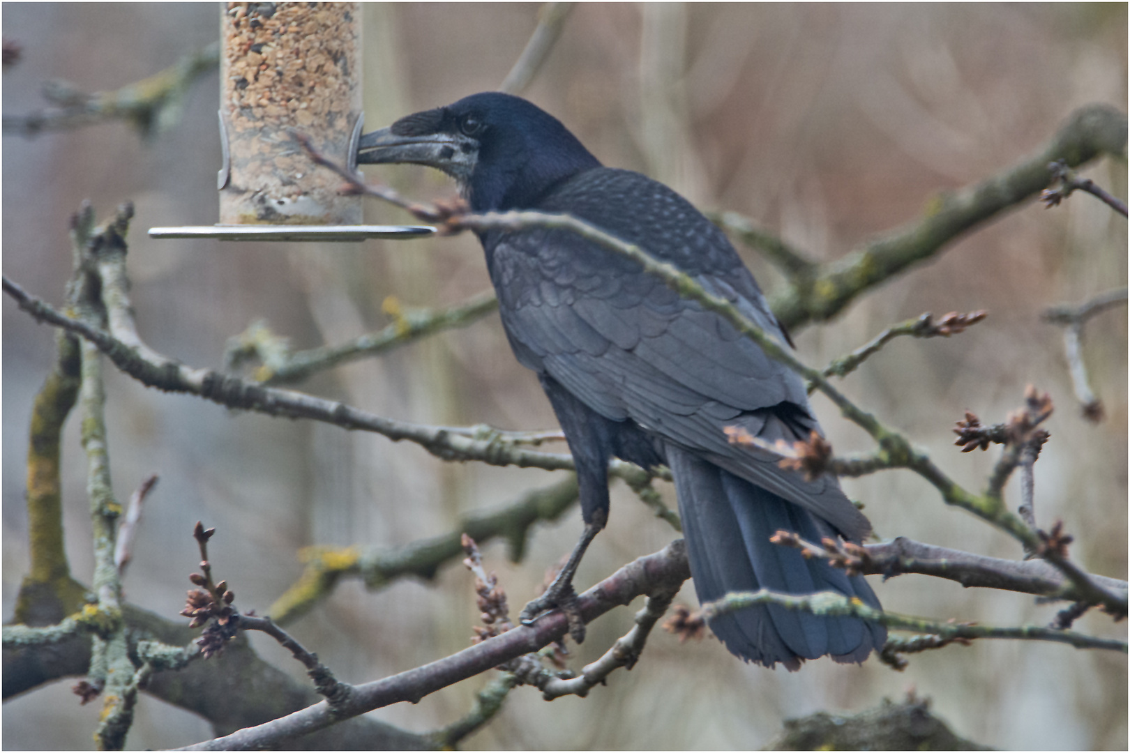 Sensationell! Neue Vogelart entdeckt: die MEISENKRÄHE!