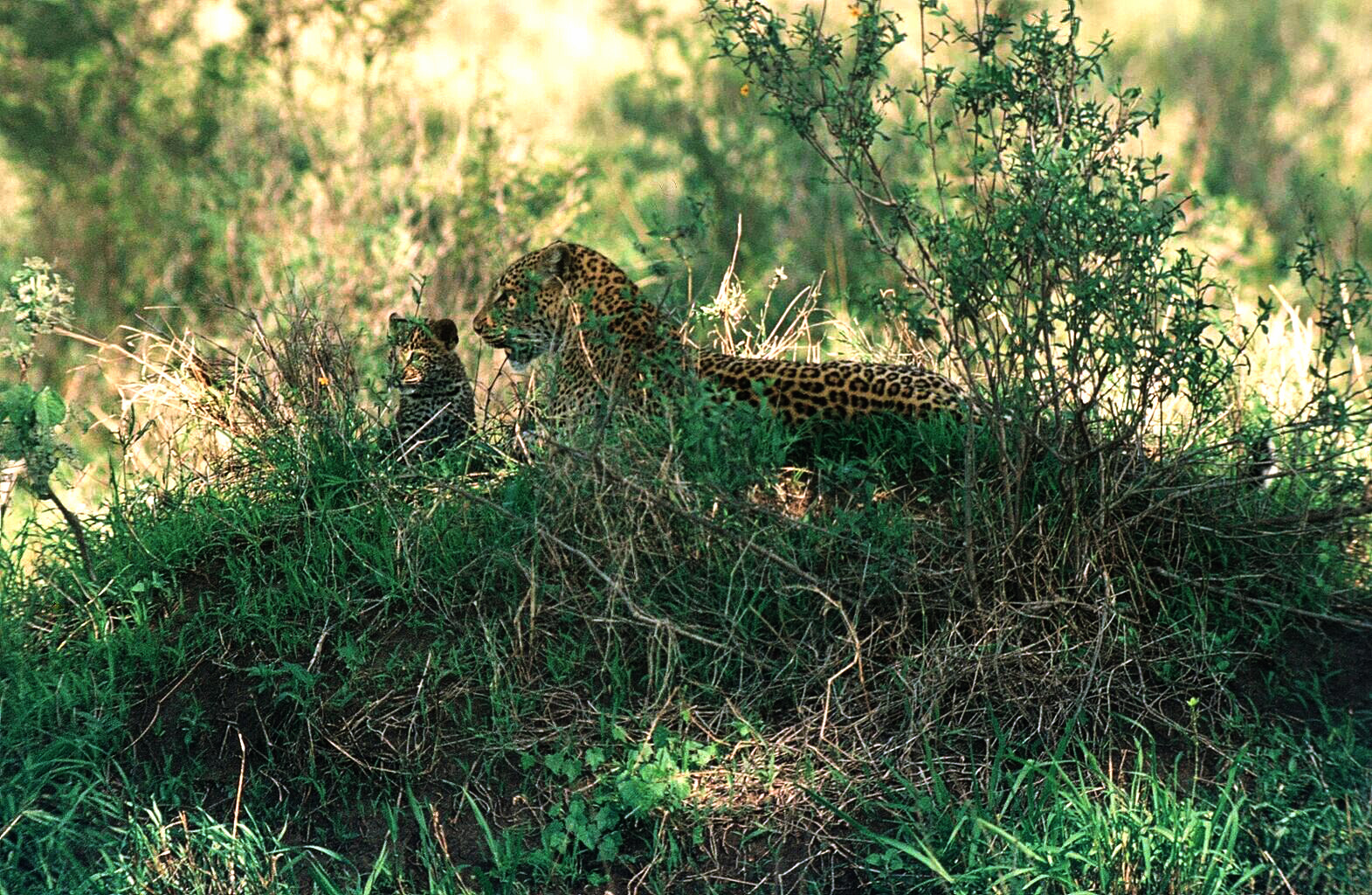 Sensationelle Begegnung 1975: Leopardin mit Jungtier