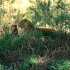 Sensationelle Begegnung 1975: Leopardin mit Jungtier