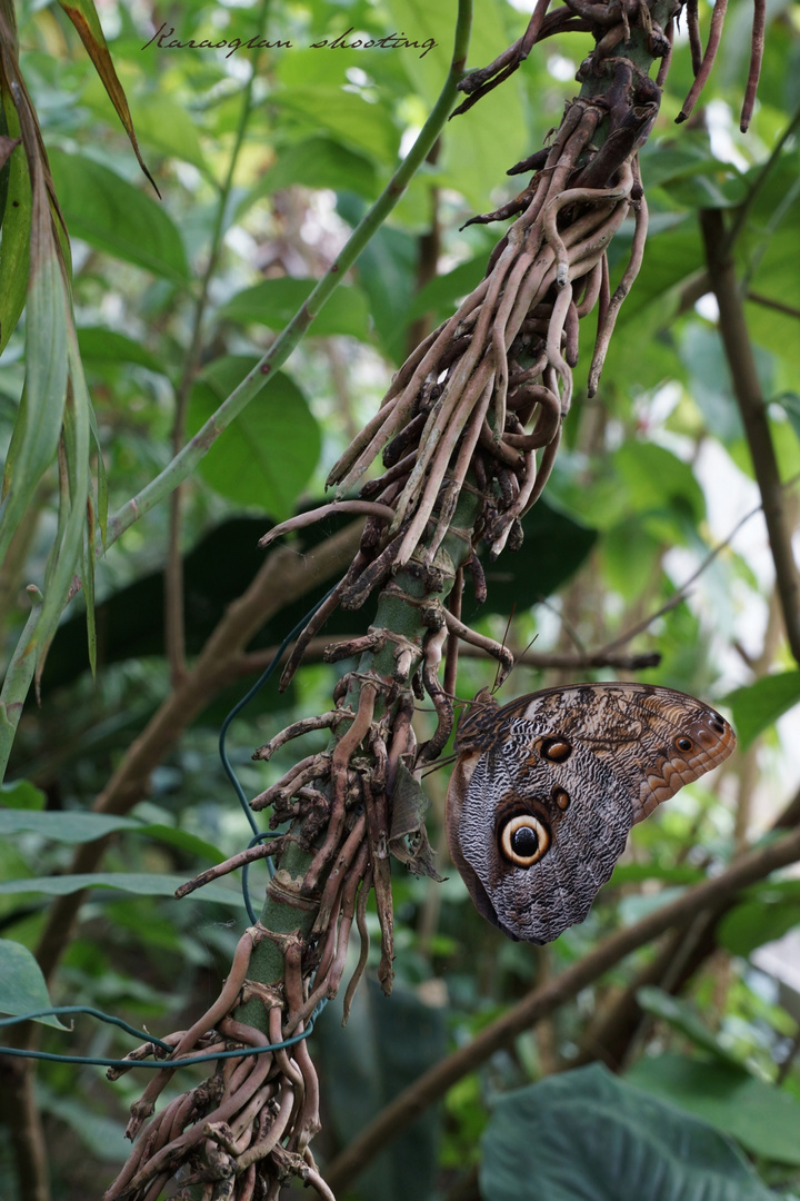 Sensationelle Tarnung in der Natur...