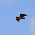 Sensation....Seeadler-Nachwuchs am Niederrhein ! (DOKU)