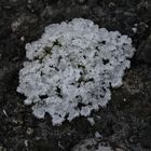 SENSATIONSFUND FÜR VORARLBERG!!! Die äußerst seltene Schnee-Flechte (Phaeophyscia glacialis)!