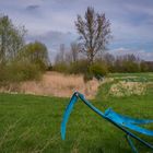 Sensenvögel - Grasdorf bei Hannover