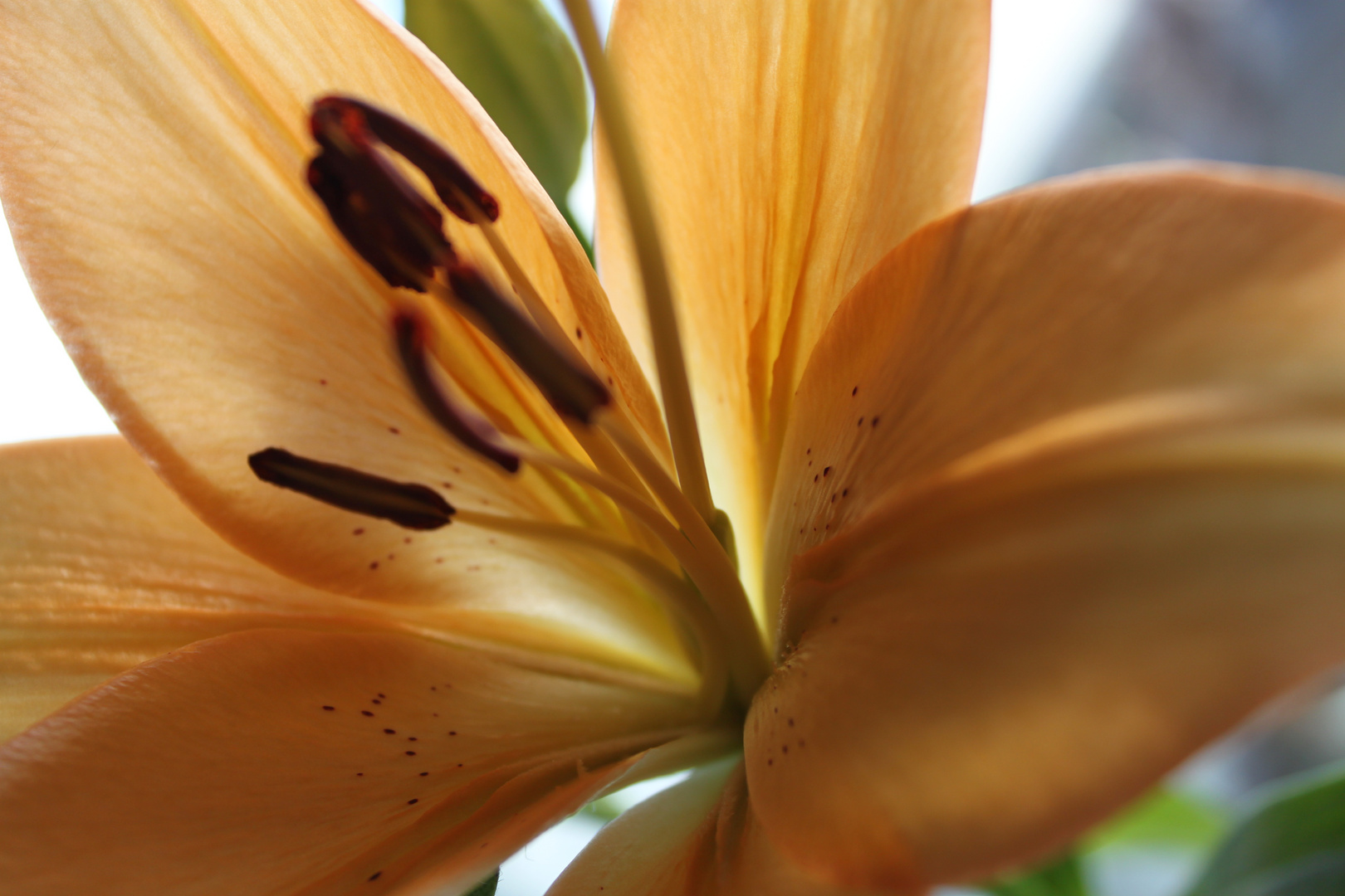 sensitive beauty