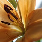 sensitive beauty