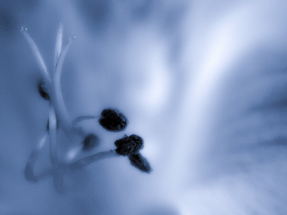 Sensual Flower In Blue