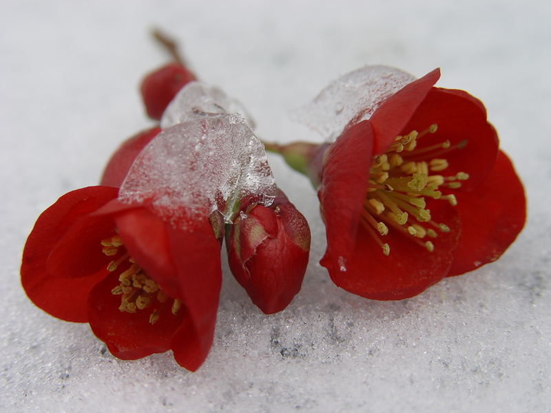 sensual flowers