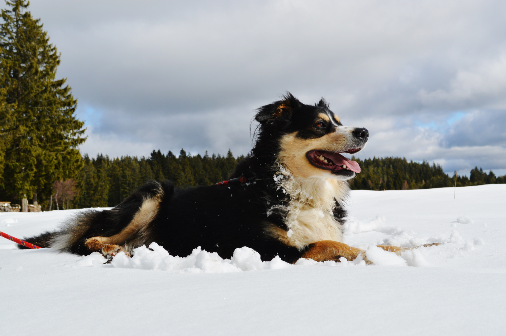 Senta im Schnee...