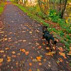 Sentas Herbstsprint