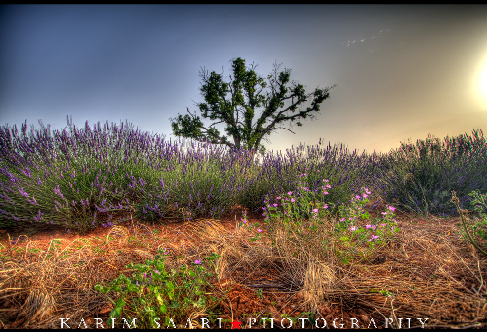 Senteurs de Provence, les lavandes de Valensole (2)