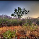 Senteurs de Provence, les lavandes de Valensole (2)