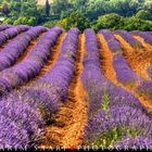 Senteurs de Provence, les lavandes de Valensole (3)