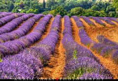 Senteurs de Provence, les lavandes de Valensole (3)