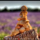 Senteurs de Provence, les lavandes de Valensole