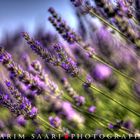 Senteurs de Provence, les lavandes de Valensole (4)