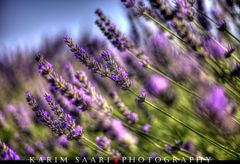 Senteurs de Provence, les lavandes de Valensole (4)