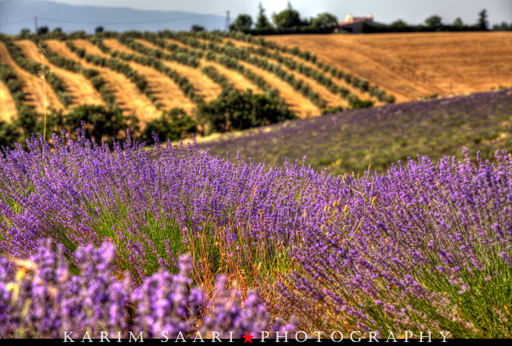 Senteurs de Provence, les lavandes de Valensole (5)